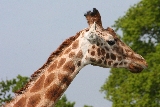 giraffa