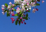 ramo fiori