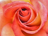rosa macro