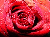 rosa di amore stupenda