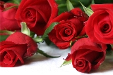 rose rosse di san valentino