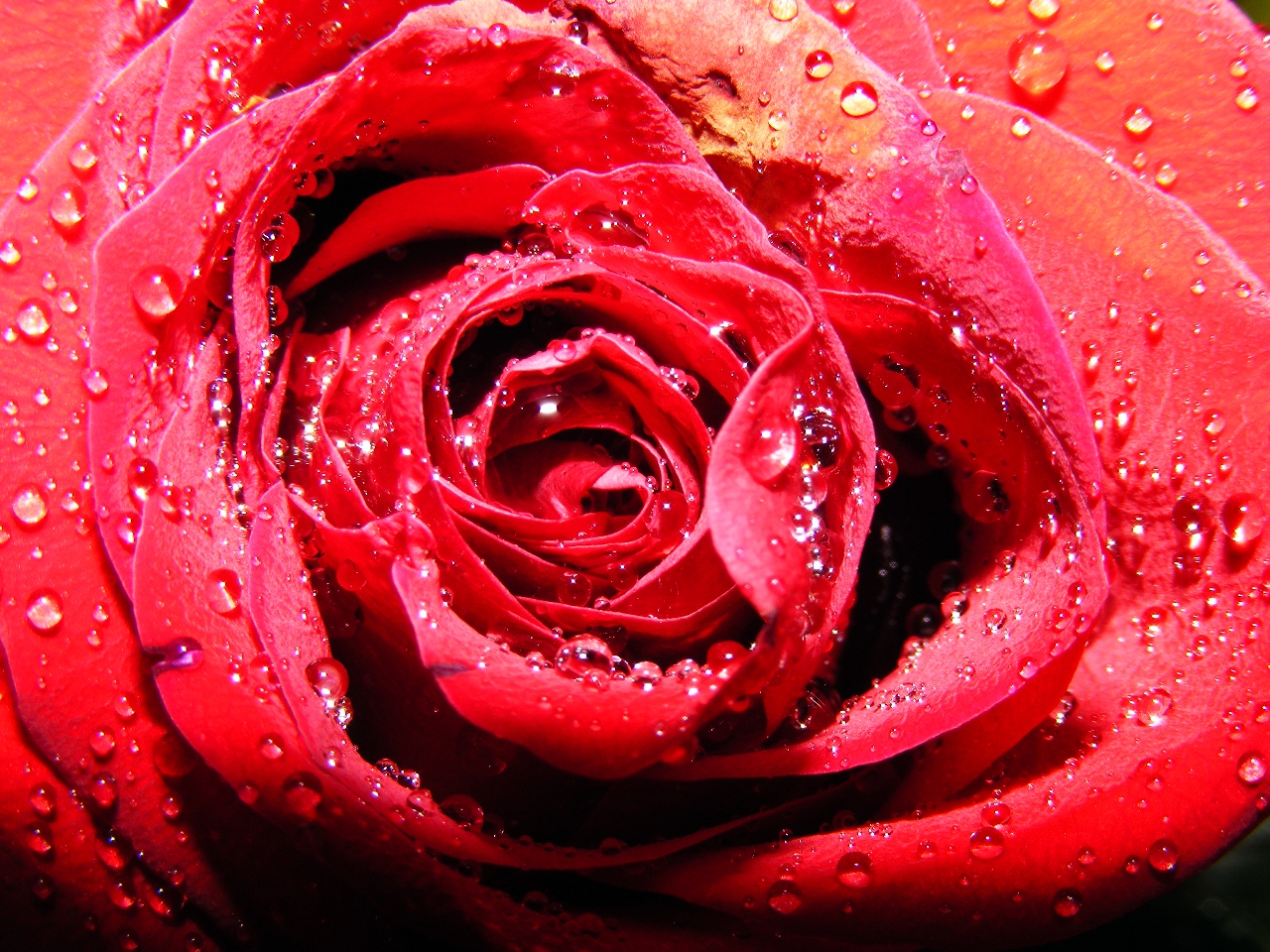 Sfondo Desktop Rosa Di Amore Stupenda