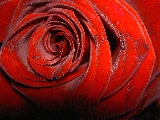rosa rossa