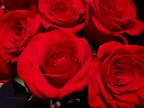 rose rosse