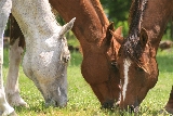 cavalli in mezzo alla natura