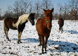 cavalli