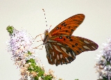 farfalla rossastra