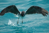 gabbiano sul mare