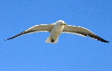 gabbiano