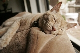 gattino che dorme