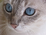 gatto macro