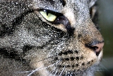 gatto profilo