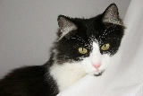 gatto signorile