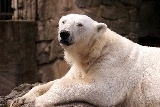 orso