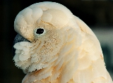 pappagallo