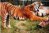 tigre che si stiracchia