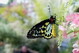 farfalla