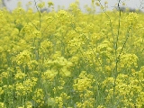 fiori gialli