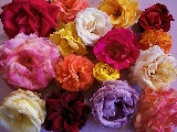 fiori