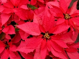 stelle di natale rosso acceso