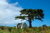 albero casetta