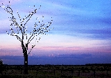 albero solitario