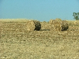 foraggio